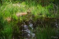 LAN_20130601_2837_1