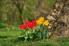 PFL_20120331_4904_1