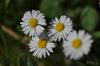 PFL_20120428_5332