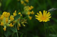 PFL_20120607_7217