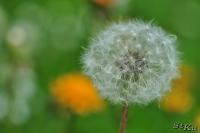 PFL_20120607_7218