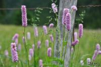PFL_20120607_7316