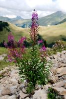PFL_20120918_9448_1