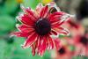 PFL_20120925_0236_2