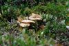 PFL_20140731_6699_1