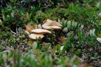 PFL_20140731_6699_1