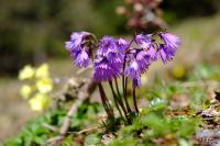 PFL_20160505_5458