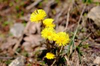 PFL_20160505_5460
