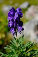 PFL_20160924_0029