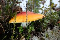 PFL_20190910_7763