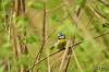 TIR_20120429_5399