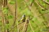 TIR_20120429_5409