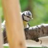 TIR_20120527_6613_1