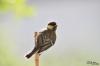 TIR_20120527_6623