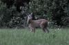 TIR_20120527_6674_1