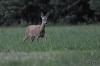 TIR_20120527_6682_1