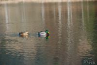 TIR_20121119_0299_1