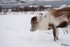 TIR_20130125_1105_1