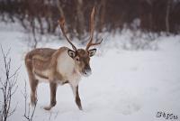 TIR_20130125_1120_1