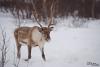 TIR_20130125_1120_1