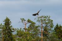 TIR_20130707_3649_1