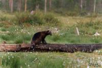 TIR_20130707_4996_1