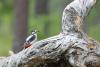 TIR_20130707_5028_1