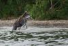 TIR_20140731_4439_1