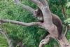 TIR_20140731_6243_1