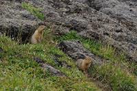 TIR_20140731_6694_1