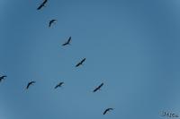TIR_20141005_8815_1