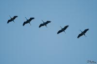 TIR_20141005_8887_1