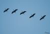 TIR_20141005_8887_1