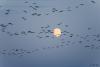 TIR_20141005_8929_1