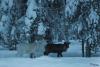 TIR_20150110_9285_1
