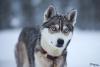 TIR_20150110_9401_1