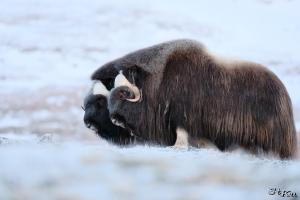 TIR_20170201_8131