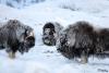TIR_20170201_8581
