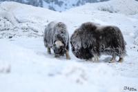 TIR_20170201_8595