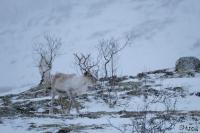 TIR_20170317_8801