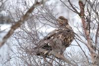 TIR_20170317_9229