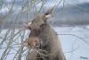 TIR_20170317_9558