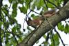 TIR_20190518_7625_1