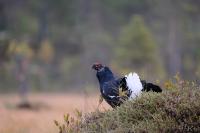 TIR_20190908_0642