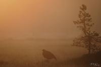 TIR_20190909_1108